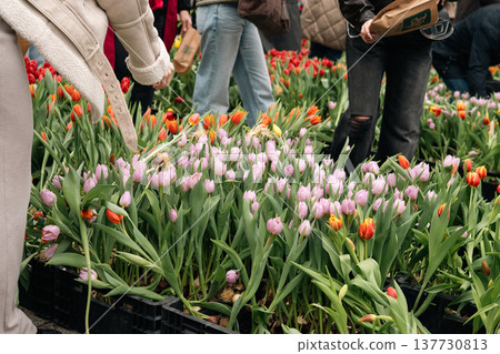 Tulip Beds at a Public Flower Event in Berlin Tulip Beds at a Public Flower Event in Berlin 137730813