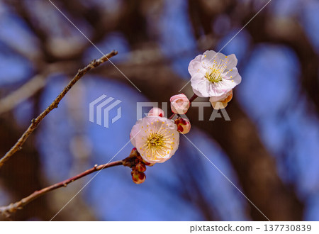 白梅花在藍天中閃耀 白梅花在藍天中閃耀 137730839