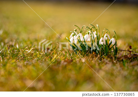 Early Spring Snowdrops in Grass, Galanthus nivalis in early spring Early Spring Snowdrops in Grass, Galanthus nivalis in early spring 137730865