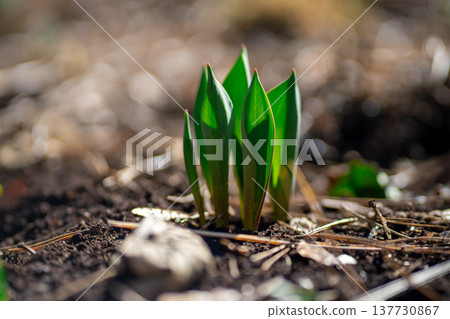 Early spring green shoots emerging from forest soil, young monocot plants 137730867