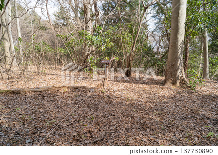 The summit of Sentoji Mountain (Sagamihara City, Kanagawa Prefecture) 137730890