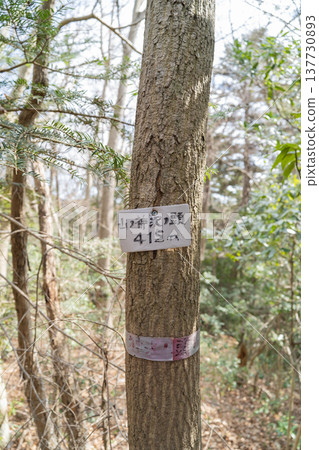 The summit of Yamanokamisawa-no-atama (Sagamihara City, Kanagawa Prefecture) 137730893