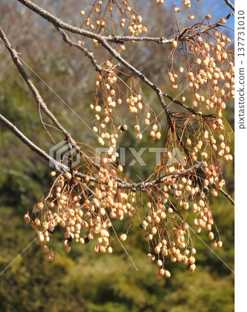 Deciduous tree "Sendan" fruit Deciduous tree "Sendan" fruit 137731010