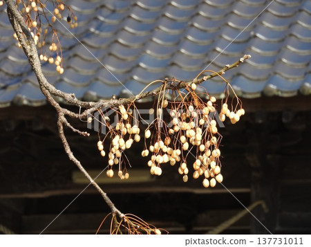 落葉樹“仙丹”果實 137731011