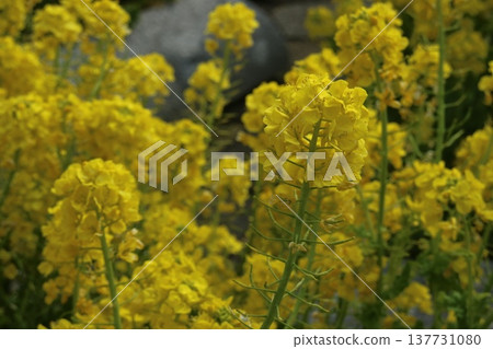 盛開的油菜花〉 盛開的油菜花〉 137731080
