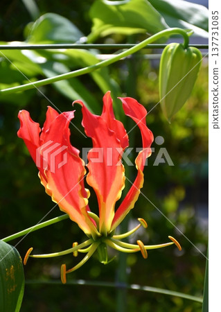 Gloriosa in full bloom Gloriosa in full bloom 137731085