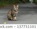 A tabby cat looking at me on the seaside promenade. 137731101