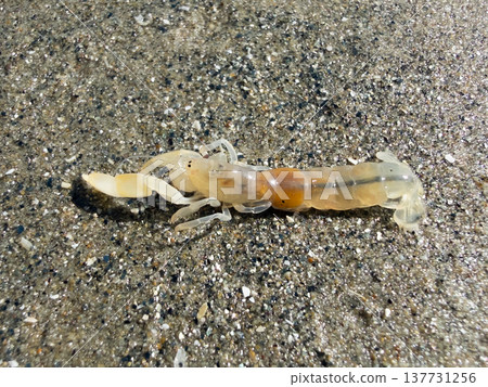 沙糞(日本沙糞) 沙糞(日本沙糞) 137731256