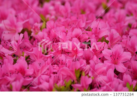 Focus on the central part of the image to photograph the dense pink flowers and leaves of the azalea in the fresh green season. Focus on the central part of the image to photograph the dense pink flowers and leaves of the azalea in the fresh green season. 137731284