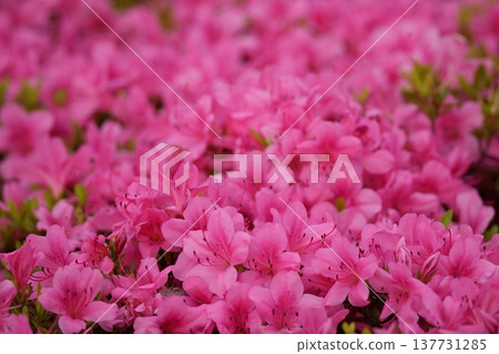 Focus on the central part of the image to photograph the dense pink flowers and leaves of the azalea in the fresh green season. 137731285