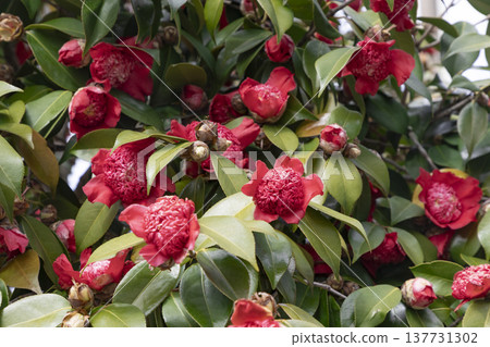 Red camellia flower (Bokuhan Nishiki) Red camellia flower (Bokuhan Nishiki) 137731302