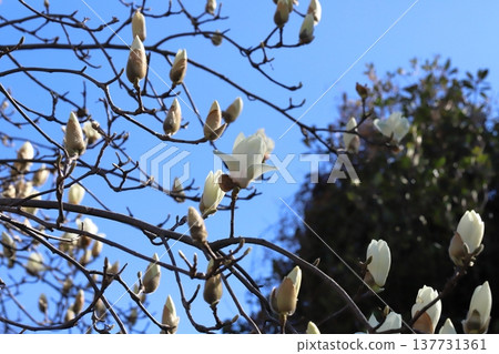 White magnolia blossoms in the early spring garden White magnolia blossoms in the early spring garden 137731361