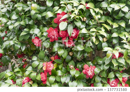 紅山茶花（Bokuhan Nishiki） 137731580