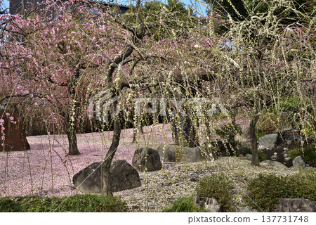 城南宮神社庭園:垂枝梅花與花瓣地毯(京都市伏見區) 城南宮神社庭園:垂枝梅花與花瓣地毯(京都市伏見區) 137731748
