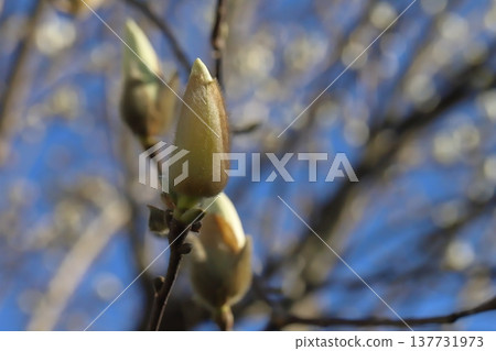 早春時節,花園裡盛開著黃白色的玉蘭花苞。 早春時節,花園裡盛開著黃白色的玉蘭花苞。 137731973