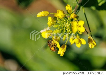 蜜蜂蜂蜜吮吸油菜花的蜂蜜 蜜蜂蜂蜜吮吸油菜花的蜂蜜 137732035