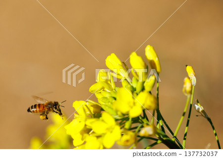 油菜花和蜜蜂預示著春天的到來。 137732037