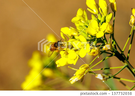 Rapeseed flowers and bees signal the arrival of spring. Rapeseed flowers and bees signal the arrival of spring. 137732038