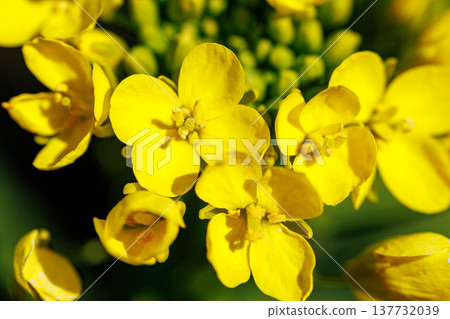 油菜花和蜜蜂預示著春天的到來。 137732039