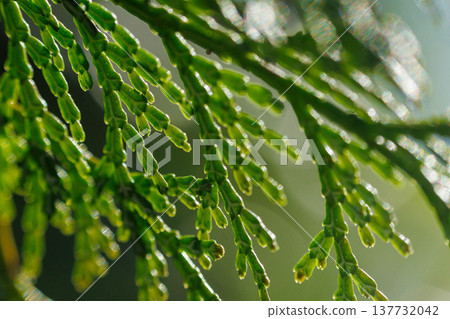 陽光下的檜木 137732042