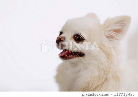 奇瓦瓦的肖像 137732453