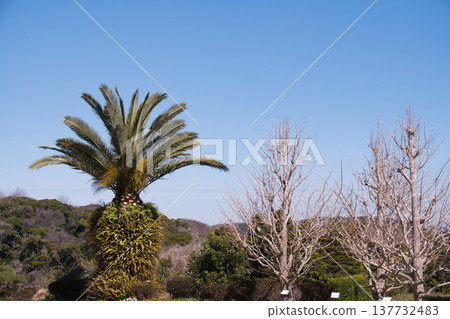 Palm trees at Kurihama Flower Park Palm trees at Kurihama Flower Park 137732483