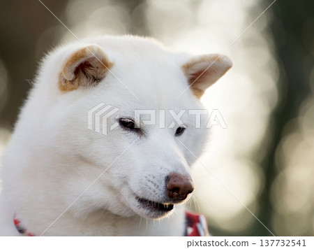 Shiba Inu的肖像 137732541