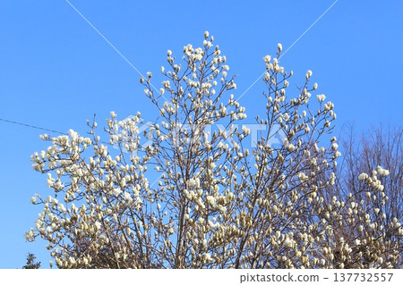 White magnolia blossoms blooming in the mountains and fields in early spring White magnolia blossoms blooming in the mountains and fields in early spring 137732557