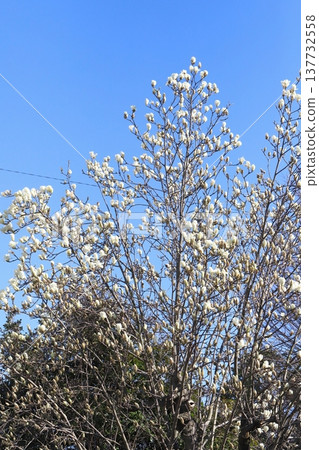早春時節,山野間盛開著潔白的玉蘭花。 早春時節,山野間盛開著潔白的玉蘭花。 137732558