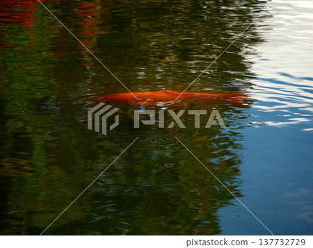 Koi swimming in the pond Koi swimming in the pond 137732729