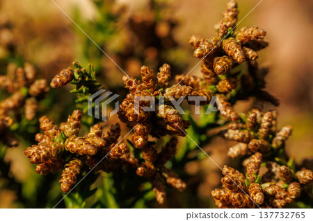 A close-up of a cedar stalk full of pollen. A close-up of a cedar stalk full of pollen. 137732765