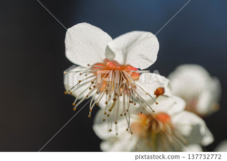 White plum blossoms shining with the sunlight at their backs White plum blossoms shining with the sunlight at their backs 137732772