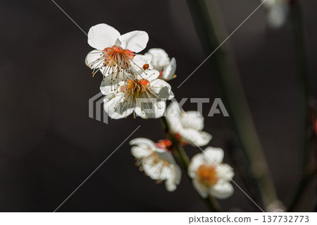 White plum blossoms shining with the sunlight at their backs White plum blossoms shining with the sunlight at their backs 137732773