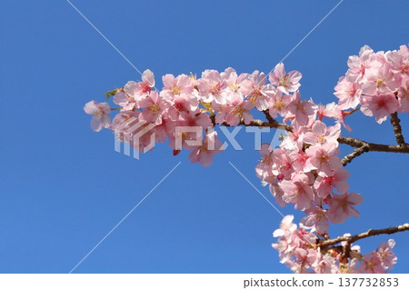 早春時節，花園裡盛開著粉紅色的河津櫻花。 137732853