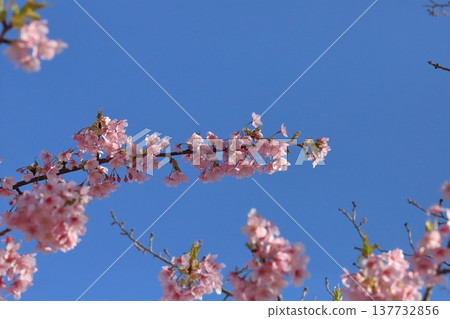 早春時節，花園裡盛開著粉紅色的河津櫻花。 137732856