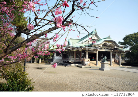 豐國神社的梅花盛開 豐國神社的梅花盛開 137732904