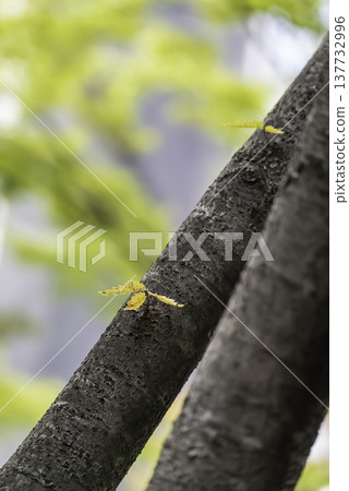 小黃葉 小黃葉 137732996