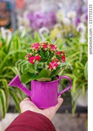 Watering can planter with pink kalanchoe flowers in hand inside plant nursery display with green foliage background. Garden gift, retail plant shop display 137733135