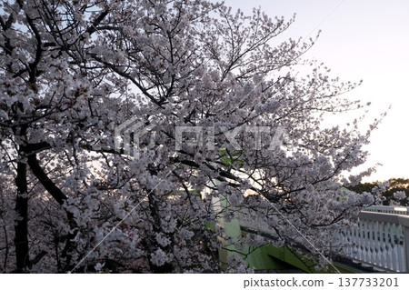 Cherry blossoms at Arakogawa Park, Nagoya City, Aichi Prefecture (45 photos) - April 2025 Cherry blossoms at Arakogawa Park, Nagoya City, Aichi Prefecture (45 photos) - April 2025 137733201