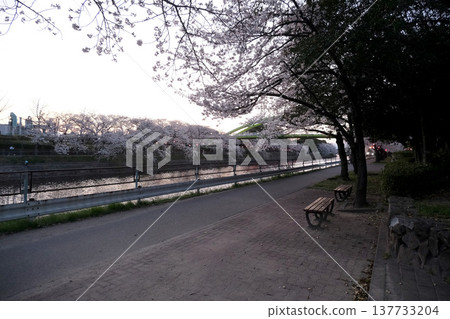 Cherry blossoms at Arakogawa Park, Nagoya City, Aichi Prefecture, April 2025 Cherry blossoms at Arakogawa Park, Nagoya City, Aichi Prefecture, April 2025 137733204