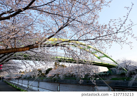 愛知縣名古屋市荒子川公園的櫻花(11) - 2025年4月 愛知縣名古屋市荒子川公園的櫻花(11) - 2025年4月 137733213