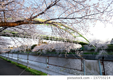 2025年4月，愛知縣名古屋市荒子川公園的櫻花（照片#12） 137733214