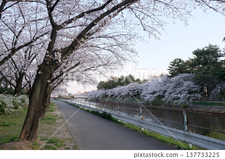 Cherry blossoms at Arakogawa Park, Nagoya City, Aichi Prefecture (23) - April 2025 Cherry blossoms at Arakogawa Park, Nagoya City, Aichi Prefecture (23) - April 2025 137733225