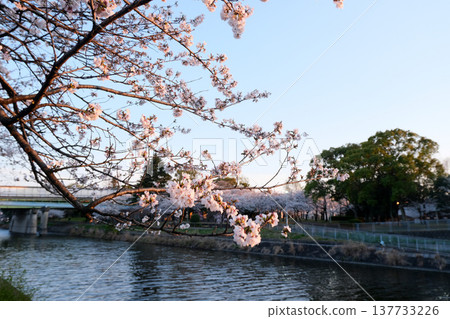 2025年4月,愛知縣名古屋市荒子川公園的櫻花(第24部) 2025年4月,愛知縣名古屋市荒子川公園的櫻花(第24部) 137733226
