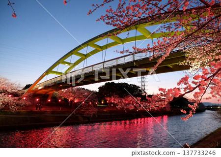 2025年4月，愛知縣名古屋市荒子川公園的夜間櫻花（照片#11） 137733246