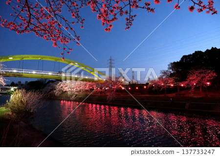 2025年4月,愛知縣名古屋市荒子川公園的夜間櫻花(第12部) 2025年4月,愛知縣名古屋市荒子川公園的夜間櫻花(第12部) 137733247