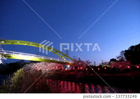 愛知縣名古屋市荒子川公園的夜間櫻花(14) - 2025年4月 愛知縣名古屋市荒子川公園的夜間櫻花(14) - 2025年4月 137733249