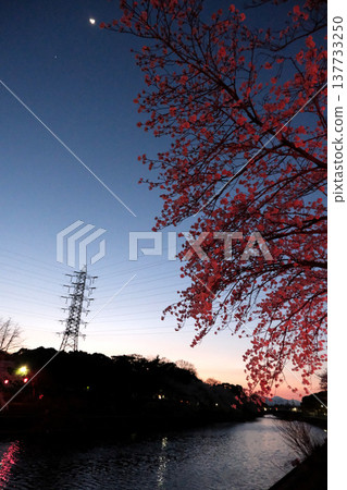 愛知縣名古屋市荒子川公園的夜間櫻花(15) - 2025年4月 愛知縣名古屋市荒子川公園的夜間櫻花(15) - 2025年4月 137733250