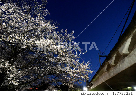 愛知縣名古屋市荒子川公園的夜間櫻花(圖16)-2025年4月 愛知縣名古屋市荒子川公園的夜間櫻花(圖16)-2025年4月 137733251