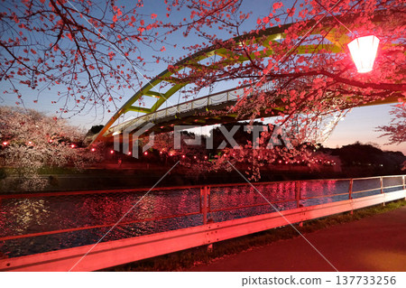 Nighttime cherry blossoms at Arakogawa Park, Nagoya City, Aichi Prefecture (21) - April 2025 Nighttime cherry blossoms at Arakogawa Park, Nagoya City, Aichi Prefecture (21) - April 2025 137733256